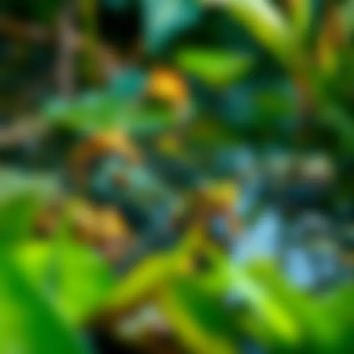 Understanding Amphibians: Features and Their Role